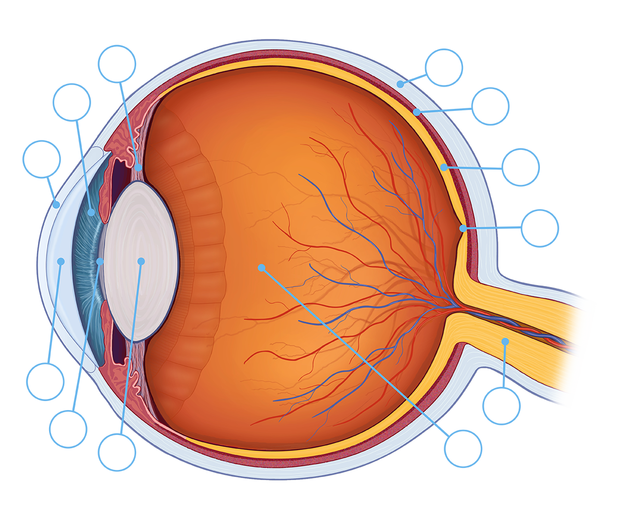 eye-anatomy-quiz-knowledge-test